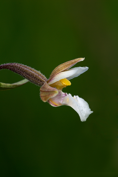 Epipactis palustris